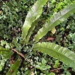 Asplenium scolopendrium Лист