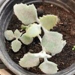 Kalanchoe millotii Leaf