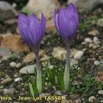 Crocus salzmannii Habitat