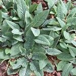 Symphytum caucasicum Folha