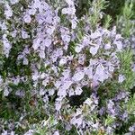 Salvia rosmarinus ᱵᱟᱦᱟ