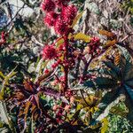 Ricinus communis Fruchs