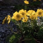 Geum reptans Habit
