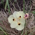 Dietes bicolor Flower