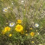 Anthemis ruthenica Fleur