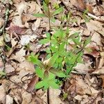 Galium circaezans Blad