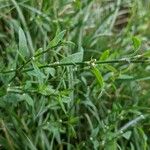 Polygonum aviculare Агульны выгляд