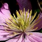 Clematis viticella Other