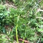 Peucedanum palustre Leaf