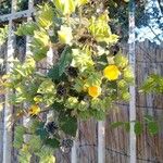 Abutilon grandifolium Folha