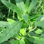 Chenopodium betaceum Ліст