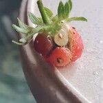 Fragaria × ananassaFruit