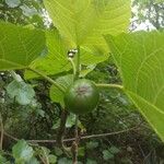 Ficus caricaFruit