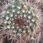 Parodia microsperma Corteza