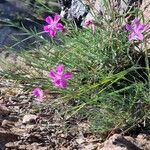 Dianthus lusitanus Habit