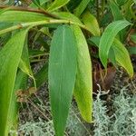 Hedychium villosum Leaf