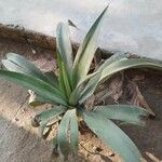 Agave sisalana Leaf