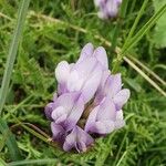 Astragalus danicus Blomst