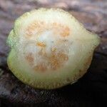 Dutailliopsis gordonii Fruto
