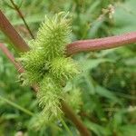 Xanthium orientale ഫലം