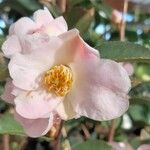 Camellia caudata Flor