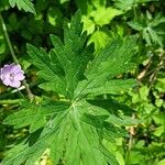 Geranium collinum Leaf