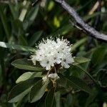 Rhododendron columbianum Flor