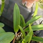 Brassavola nodosa Leaf