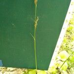 Carex pilosa Vivejo