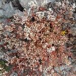 Sedum albumBlomst