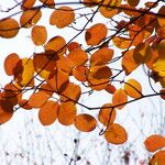 Cotinus coggygria Levél