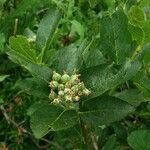 Sorbus chamaemespilus Frukto