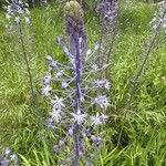 Scilla hyacinthoides Foglia