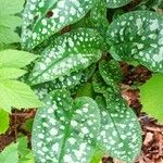 Pulmonaria saccharataLeaf