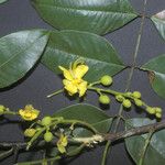 Cassia spruceana Flower