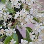 Photinia serratifolia Fleur