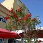 Callistemon viminalis Flower