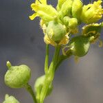 Neslia paniculata 花