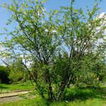 Laburnum anagyroides Plante entière