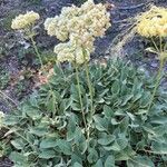 Eriogonum compositum Kwiat