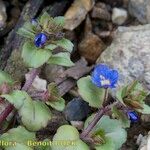 Veronica acinifolia Pokrój