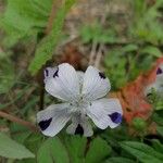 Nemophila maculata Flower