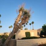 Yucca thompsoniana Bark