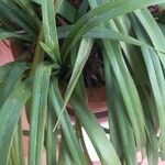 Cymbidium aloifolium Leaf