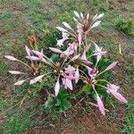 Crinum macowanii Flor