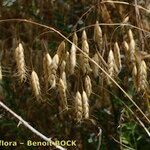 Bromus squarrosus 果實