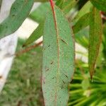 Eucalyptus viminalis Blatt