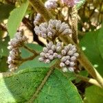 Vernonia brachycalyx Blomma