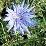 Cichorium endiviaFlower