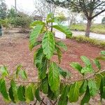 Ficus lutea Hábito